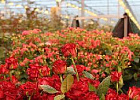 За пять лет производство цветов в России увеличилось на 68% За пять лет производство цветов в России увеличилось на 68%